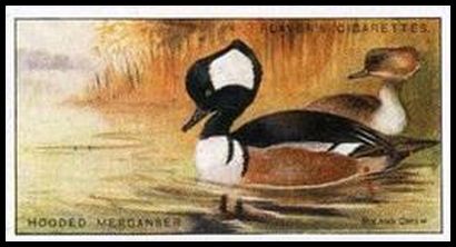 24 Hooded Merganser